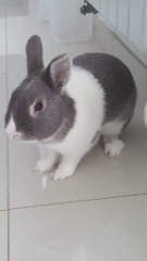 Photo de cacahuette
