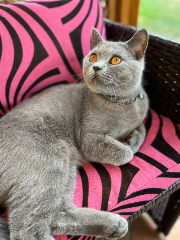 Photo de Samba