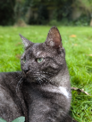 Photo de Nala
