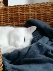 Photo de ALASKA