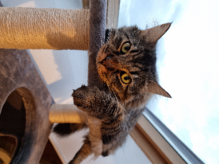 Teemo