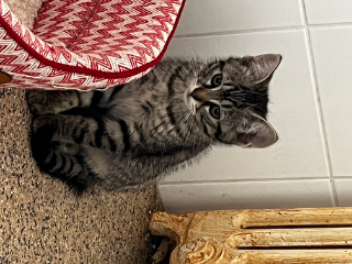 Photo de Simba