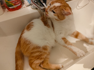 Photo de Chili