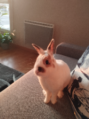 Nougat