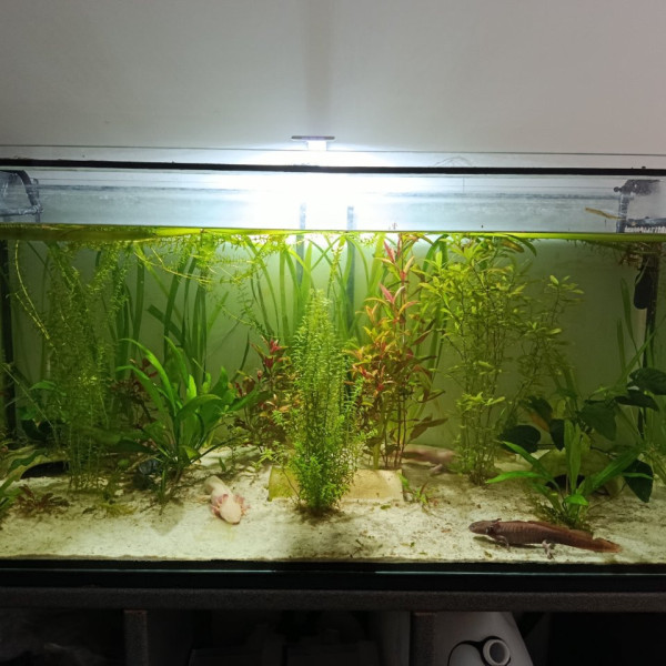 Axolotls