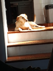 Photo de Milo