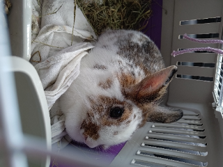 Stracciatella