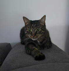 Tao