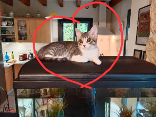 Photo de Roméo