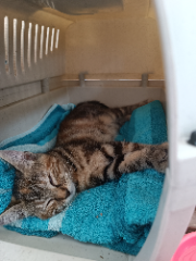 Photo de Nala