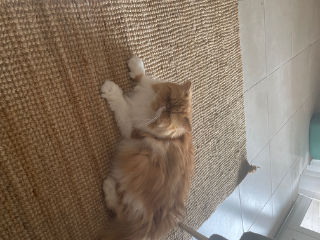Paolo
