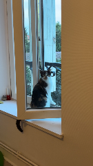 Nala