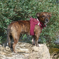 Maggie 🐕