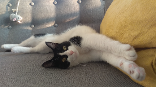 Dewey