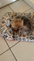 Photo de Esquimo