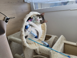 Rocket