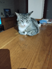 Photo de Titus