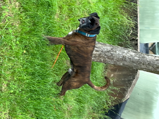 Photo de Blue