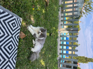 George