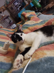 Photo de Oreo