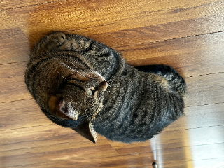 Natsu