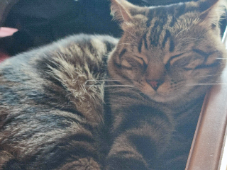 Photo de Minouche