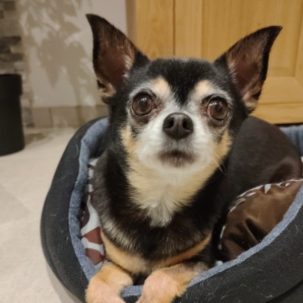 Nala