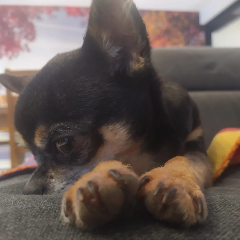 Nala