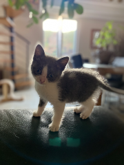 Willow