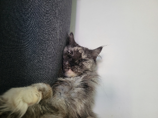 Louna