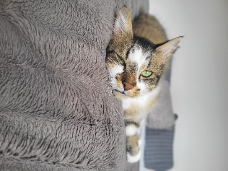 Titou