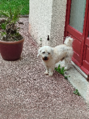 idefix