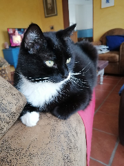 Photo de Papito