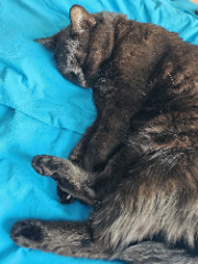 Photo de Fik