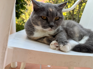 Photo de Wako