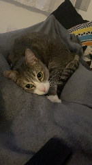 Photo de Silver