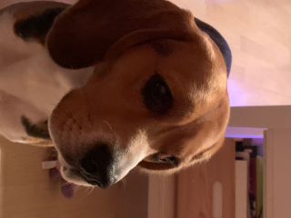 Cookie