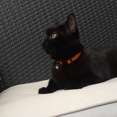 Fantomas