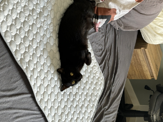 Cachou