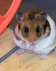 Photo de Kiwi