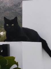 Photo de Cioran