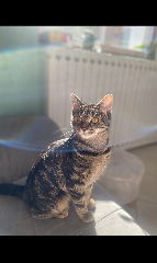 Nala