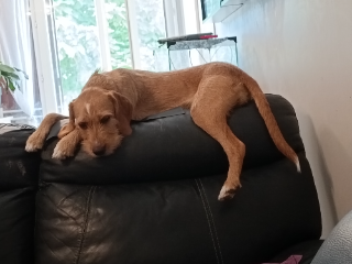 Akira