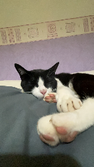 Tia