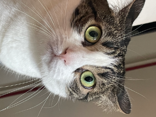 Mily