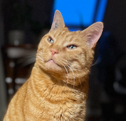 Photo de Simba