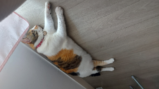 Photo de Stela