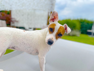Photo de Tessie