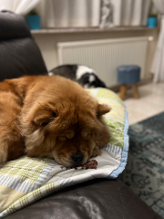 Photo de Nala