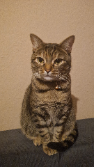 Zina